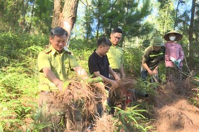 Cảnh báo cháy rừng tại 99 xã, phường