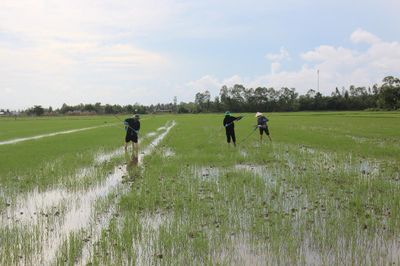 Nâng cao an toàn lao động cho nông dân trên đồng ruộng