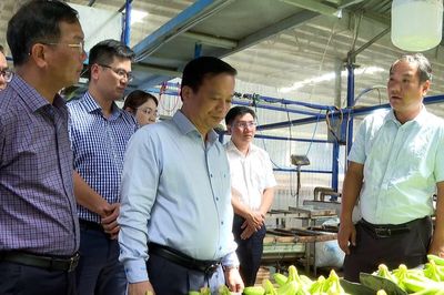Phó Chủ tịch Thường trực UBND tỉnh Gia Lai làm việc với Công ty Nông nghiệp HAGL - Stung Treng