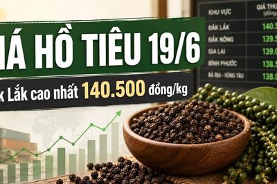 Giá hồ tiêu hôm nay 19/6: Thị trường đi ngang, vẫn neo vùng cao