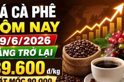 Giá cà phê hôm nay 19/6: Trong nước tăng, Arabica New York phân hóa