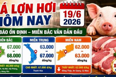 Giá lợn hơi hôm nay 19/6: Bắc Ninh, Hà Nội, Hải Phòng vẫn dẫn đầu