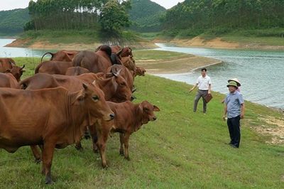Chăn nuôi đại gia súc ở vùng đông hồ Thác Bà
