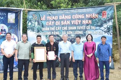 20 cây chè Shan tuyết ở Giàng Pằng được công nhận Cây Di sản Việt Nam