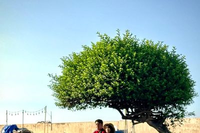 Cây cách và sức sống nơi đảo ngọc Phú Quý