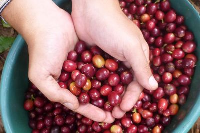 Giá cà phê tăng trở lại, áp sát mốc 90.000 đồng/kg nhờ nguồn cung khan hiếm