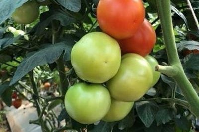 Những thực phẩm tưởng 'vô hại' trong gian bếp nhưng có thể gây ngộ độc nếu sử dụng sai cách