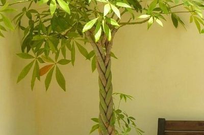 4 vị trí phạm phong thủy không nên đặt cây Kim ngân