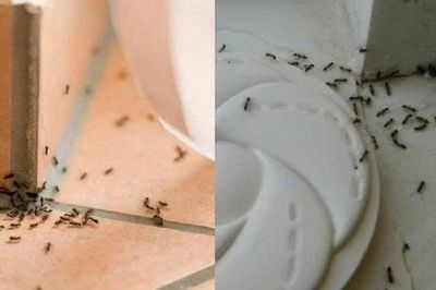 Mẹo đuổi kiến hiệu quả bằng nguyên liệu tự nhiên không cần hóa chất