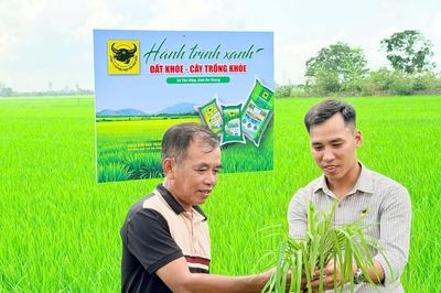 Lo từ gốc để cây lúa khỏe hơn