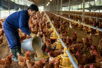 Phạt tới 100 triệu đồng với thức ăn chăn nuôi chứa chất cấm