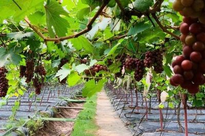 Khánh Hòa: Đẩy mạnh sản xuất nông nghiệp theo hướng bền vững, nâng cao giá trị