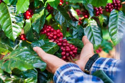 Buôn Ma Thuột hướng đến doanh thu 2 tỉ đô la Mỹ mỗi năm từ du lịch cà phê