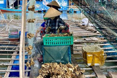 Hàu Thái Bình Dương mở lối 'nuôi biển' bền vững