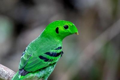 Chiêm ngưỡng loài chim xanh lét 'không mỏ' kỳ lạ ở rừng nhiệt đới