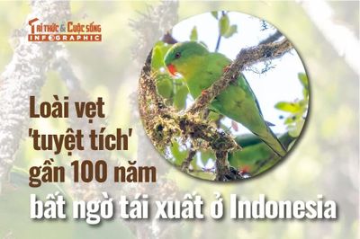 [INFOGRAPHIC] Loài vẹt 'tuyệt tích' gần 100 năm bất ngờ tái xuất ở Indonesia