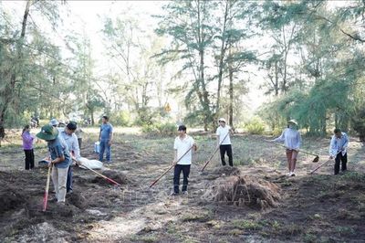 Quảng Ngãi: Thu gom thảm mục ngăn nguy cơ cháy rừng phòng hộ ven biển
