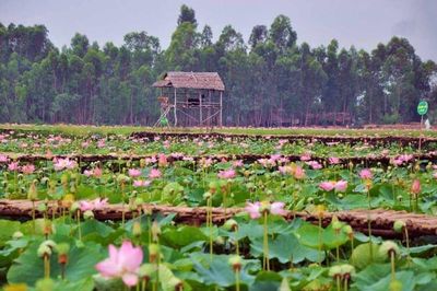 Quê hương Á khôi 1 Miss Cosmo TP.HCM có những điểm đến nổi tiếng nào?