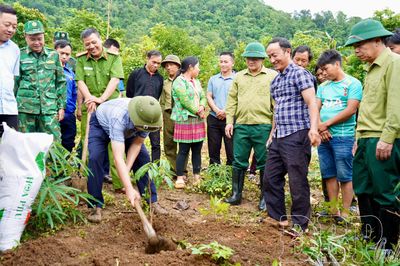 Trồng thử nghiệm 5ha vải chín sớm tại xã Na Sang