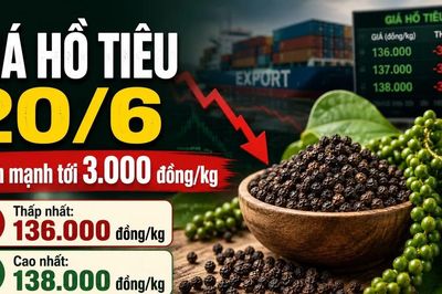 Giá hồ tiêu hôm nay 20/6: Đồng loạt giảm trên diện rộng