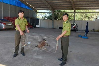 Gia Lai siết chặt quản lý, bảo vệ động vật hoang dã