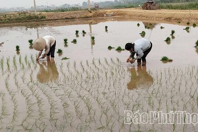 Thay đổi trong sản xuất vụ Mùa ở Đông Thành