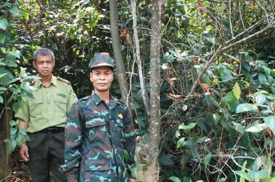 'Nguồn sống' từ rừng