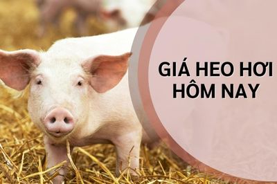 Ngày 20/6: Giá heo hơi chưa xuất hiện biến động mới