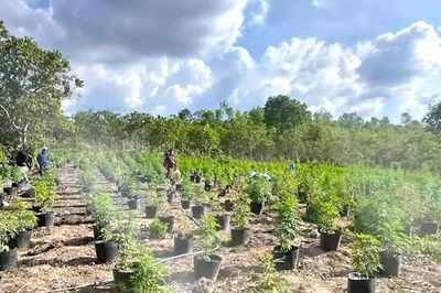 Bắt con nghiện, lần ra đường dây trồng cần sa trên rẫy quy mô lớn