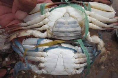 Bí quyết chọn ghẹ ngon ngoài chợ: Nhìn đúng 3 điểm này là biết ngay con nào chắc thịt, nhiều gạch