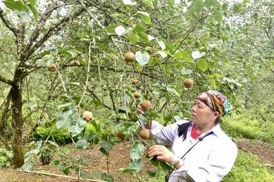 Người phụ nữ dân tộc Dao làm giàu từ mô hình trồng lê theo tiêu chuẩn VietGAP
