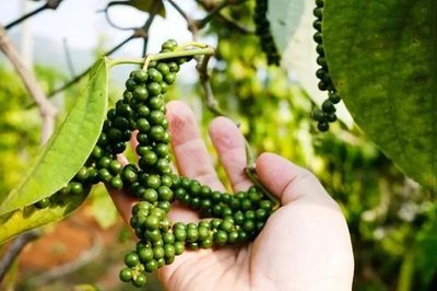 Giá tiêu hôm nay 20/6: Trong nước quay đầu giảm