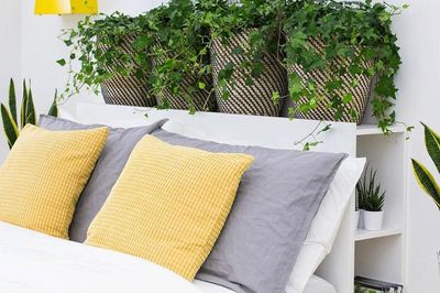 Muốn tình duyên hanh thông, người độc thân nên đặt cây gì trong phòng ngủ?