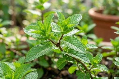 Vì sao người bệnh trào ngược dạ dày không nên dùng bạc hà?
