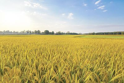 Đất cằn, lúa vàng và giấc mơ con