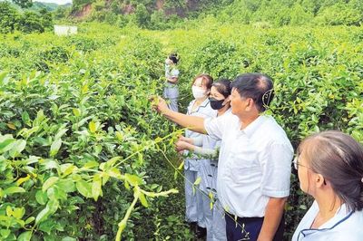 Lan tỏa giá trị của y học cổ truyền
