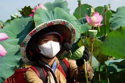 Xây dựng hệ sinh thái kinh tế sen Đất Sen Hồng