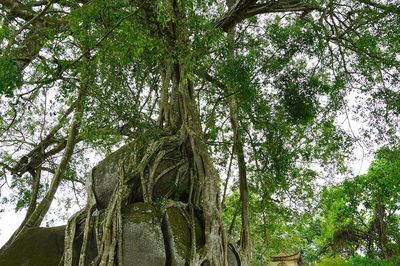 Cây sanh di sản nghìn tuổi ôm đá tạo thế 'mâm xôi con gà' độc lạ