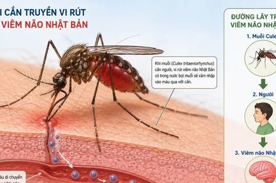 'Mùa' viêm não Nhật Bản, cảnh báo tỉ lệ tử vong cao