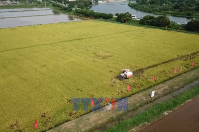 Lúa phát thải thấp mở ra cơ hội chuyển mình cho gạo Việt