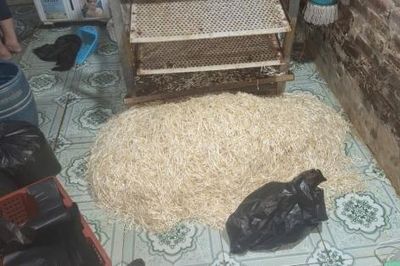 Hưng Yên: Khởi tố đối tượng dùng chất cấm sản xuất gần 800kg giá đỗ