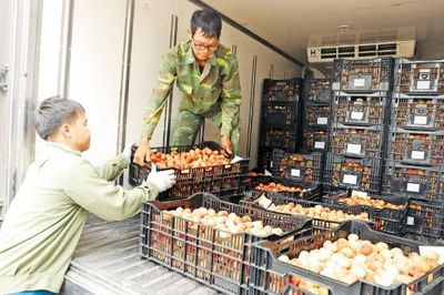 Kinh nghiệm trồng vải sớm thu lãi cao