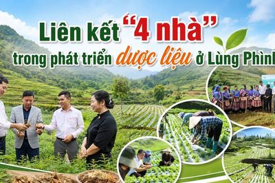 Liên kết '4 nhà' trong phát triển dược liệu ở Lùng Phình