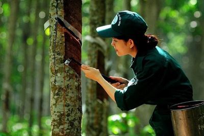 Ngày 21/6: Giá cao su thế giới biến động trái chiều, trong nước ổn định