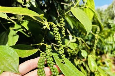 Giá tiêu hôm nay 21/6: Trong nước giảm mạnh