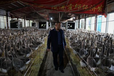 Trung Quốc sắp vượt Pháp về... gan ngỗng