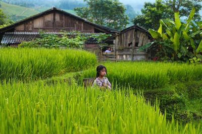 Sắc xanh dịu dàng dưới chân dãy Hoàng Liên