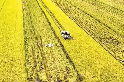 Phạt tối đa 50 triệu đồng với cá nhân vi phạm về trồng trọt, bảo vệ và kiểm dịch thực vật