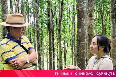 Đến xứ bưởi, nghe câu chuyện về trầm