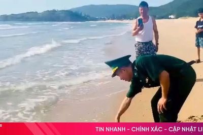 Thả rùa biển quý hiếm nặng 40 kg về môi trường tự nhiên